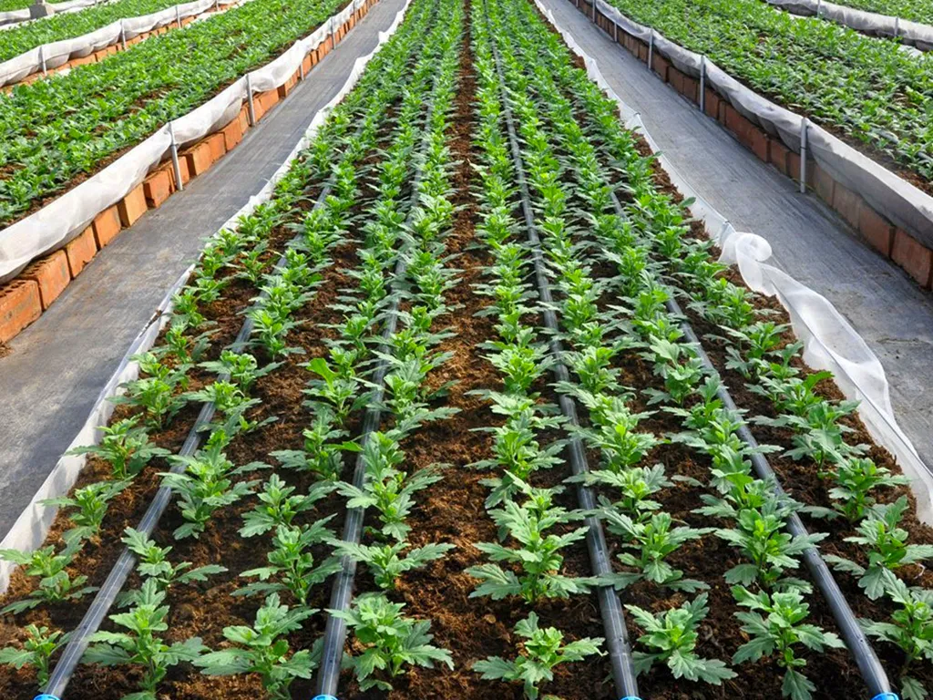Developing the Almeria Model - In line drip irrigation